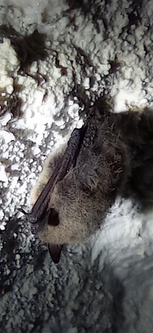 Myotis daubentonii
