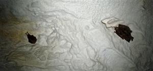 R. ferrumequinum s klastrom M. Myotis