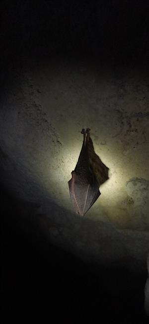 R. hipposideros