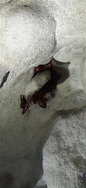 Myotis myotis