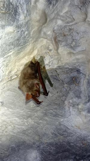 Myotis myotis