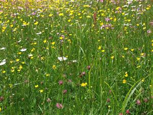 Foto - rastlinné spoločenstvo Lk1