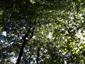 Lipovo-javorové sutinové lesy (26.7.2022)