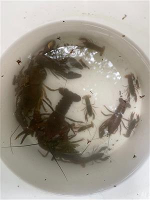 odchytené jedince Astacus astacus