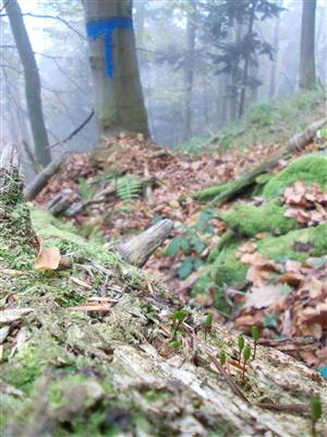 Buxbaumia, detail na ploche TMP