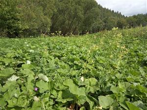 Celkový pohľad na porast deväťsilov s Petasites hybridus, Cirsium oleraceum a Geranium palustre