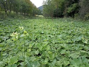 Celkový pohľad na porast deväťsilov s Petasites hybridus a Cirsium oleraceum