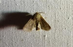 foto cieľového druhu