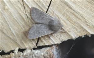 foto cieľového druhu
