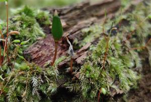 sporofyt Buxbaumia viridis na tmp č.5
