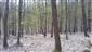 Karpatské a panónske dubovo-hrabové lesy (13.4.2023)