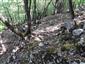 Lipovo-javorové sutinové lesy (5.5.2023)