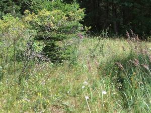 Pohľad na biotop-sukcesia drevin