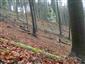 kyjanôčka zelená (9.11.2014)