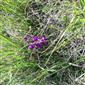 Suchomilné travinnobylinné a krovinové porasty na vápnitom podloží (*dôležité stanovištia Orchideaceae) (6.5.2023)