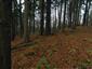 kyjanôčka zelená (10.11.2014)