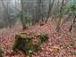 kyjanôčka zelená (7.11.2014)