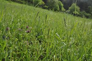 Detail porastu v jarnom aspekte