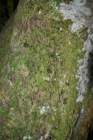 Dicranum viride v TMP_014