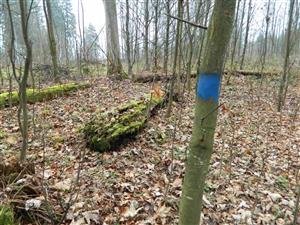 pohľad do TML, Obrubovanec 033
