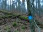 kyjanôčka zelená (16.11.2014)