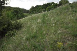 Porast Stipa joannis v biotope Tr2