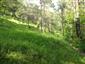 Suchomilné travinnobylinné a krovinové porasty na vápnitom podloží (*dôležité stanovištia Orchideaceae) (26.6.2014)
