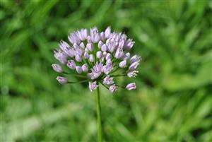 allium angulosum