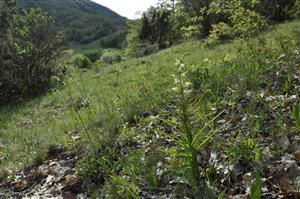 Cephalanthera longifolia na okraji xerotermného porastu