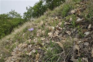 Lactuca perennis v poraste