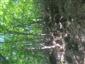 Lipovo-javorové sutinové lesy (11.5.2023)