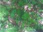 Lipovo-javorové sutinové lesy (11.5.2023)