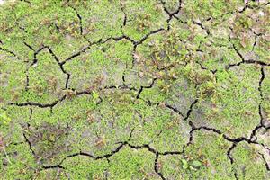 Poľná depresia s množstvom mladých rastlín Heleochloa schoenoides