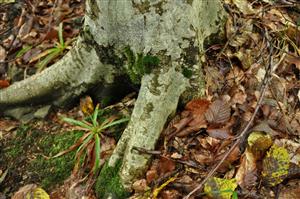 Dicranum viride v TMP_4