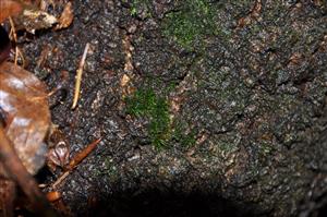 Dicranum viride v TMP_6