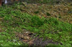 Dicranum viride v TMP1