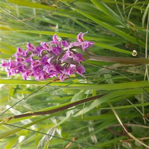 Dactylorhiza majalis na lokalite