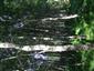 Brezové, borovicové a smrekové lesy na rašeliniskách (8.7.2013)