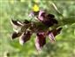 Suchomilné travinnobylinné a krovinové porasty na vápnitom podloží (*dôležité stanovištia Orchideaceae) (23.5.2023)
