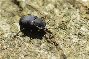 Boletophagus reticulatus