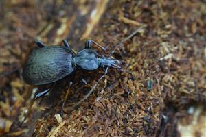 Cychrus attenuatus