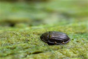 Ostoma ferruginea