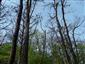 Teplomilné panónske dubové lesy (2.5.2023)