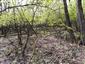 Teplomilné panónske dubové lesy (2.5.2023)