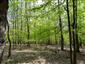 Karpatské a panónske dubovo-hrabové lesy (28.4.2023)