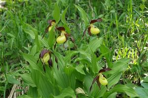 Pohľad na kvitnúce jedince Cypripedium cypripedium