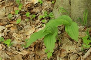 Pohľad na sterilné jedince Cypripedium calceolus