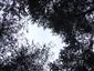 Brezové, borovicové a smrekové lesy na rašeliniskách (11.7.2013)