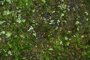 Dicranum viride v TMP_1