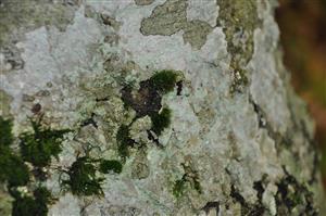 Dicranum viride v TMP_2